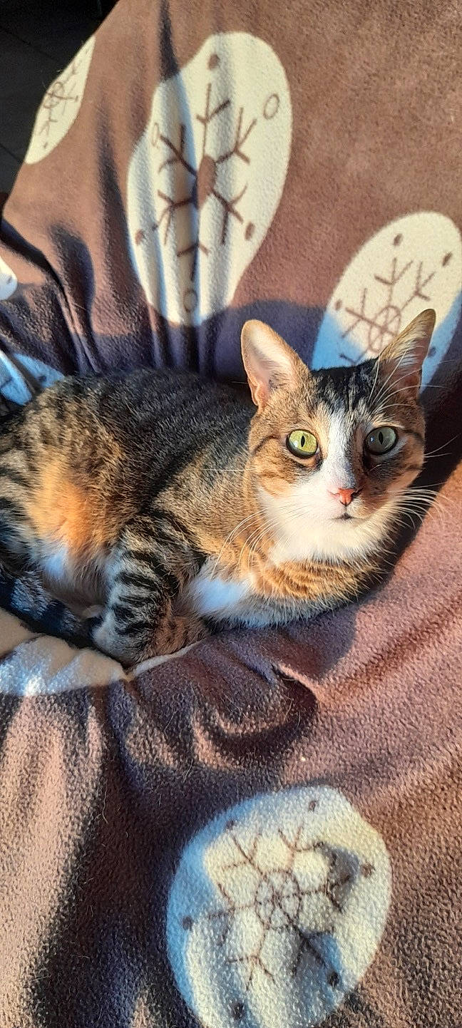 Gribouille a rejoint le concours — aidez-le/la à gagner de superbes lots ! carnivore, cat, claw, comfort, domestic_short_haired_cat, eye, felidae, fur, nap, paw, sitting, small_to_medium_sized_cats, snout, tail, terrestrial_animal, whiskers, wildlife