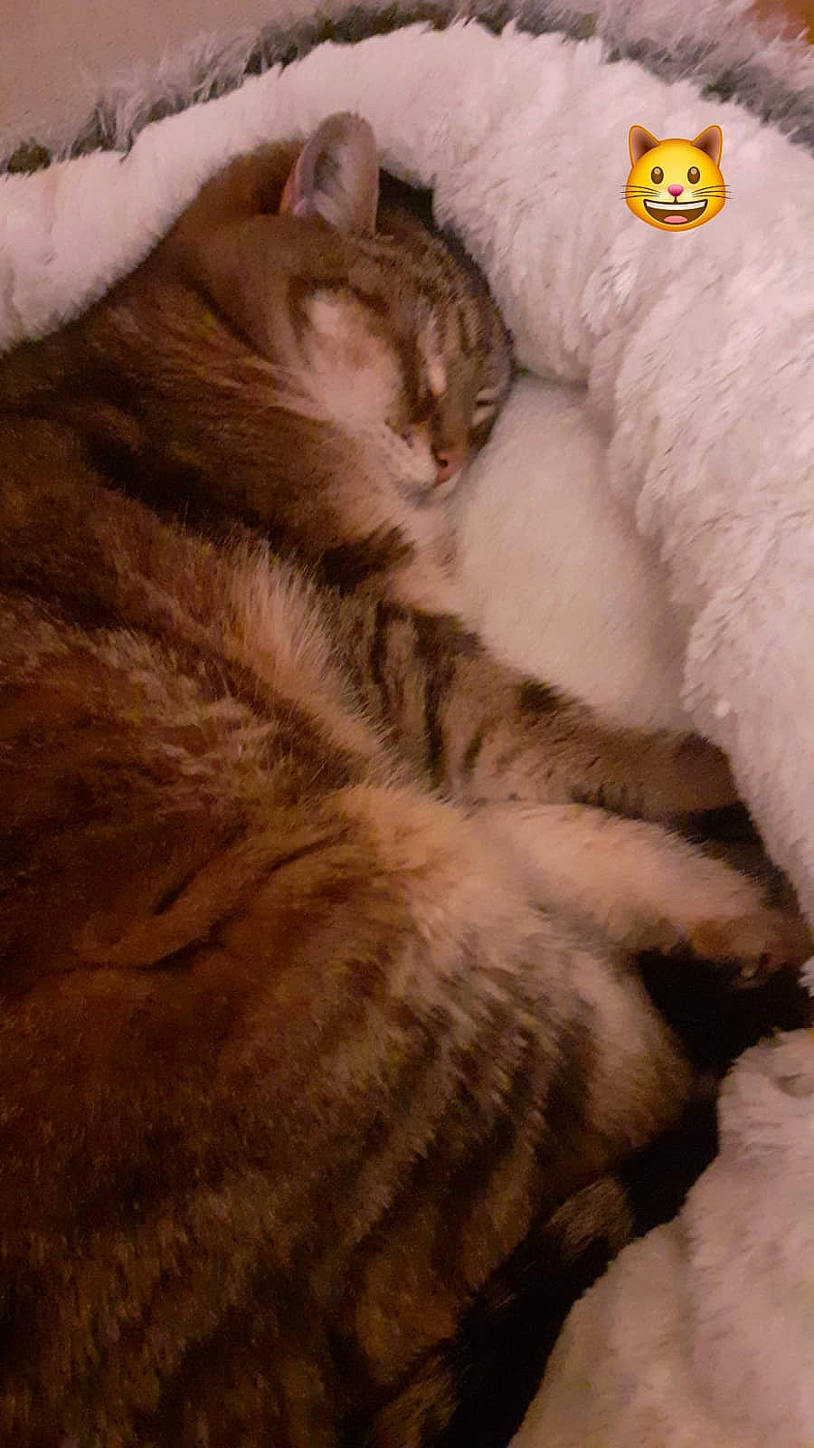 Gribouille a rejoint le concours — aidez-le/la à gagner de superbes lots ! carnivore, cat, cat_bed, claw, comfort, domestic_short_haired_cat, fawn, felidae, fur, nap, paw, small_to_medium_sized_cats, snout, tail, terrestrial_animal, tree, whiskers, wood