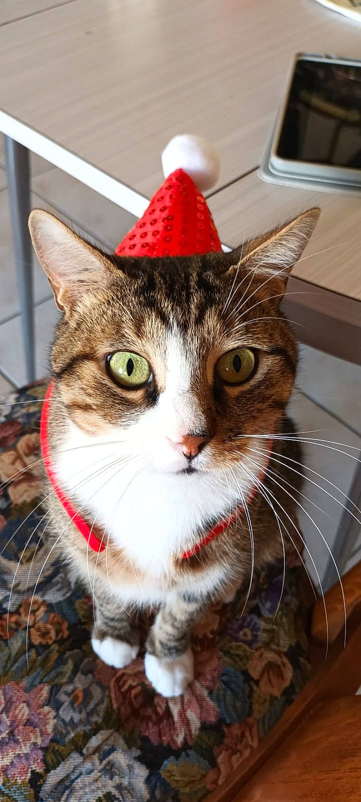 Gribouille participe au concours pour gagner de l'argent avec cette photo : art, carnivore, cat, collar, domestic_short_haired_cat, felidae, fur, hat, holiday, paw, photo_caption, small_to_medium_sized_cats, snout, tail, tree, whiskers, window