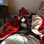 animal, black_cat, blanket, comfort, cozy, curious, cute, feline, fur, indoor, kitten, lap, pet, red_blanket, resting, shadow, soft_light, warm, white_blanket, young_cat