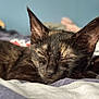 animal, bed, blanket, cat, close_up, cozy, cute, domestic_animal, ears, fur, indoor, kitten, nap, peaceful, pet, resting, sleeping, soft, tortoiseshell, young