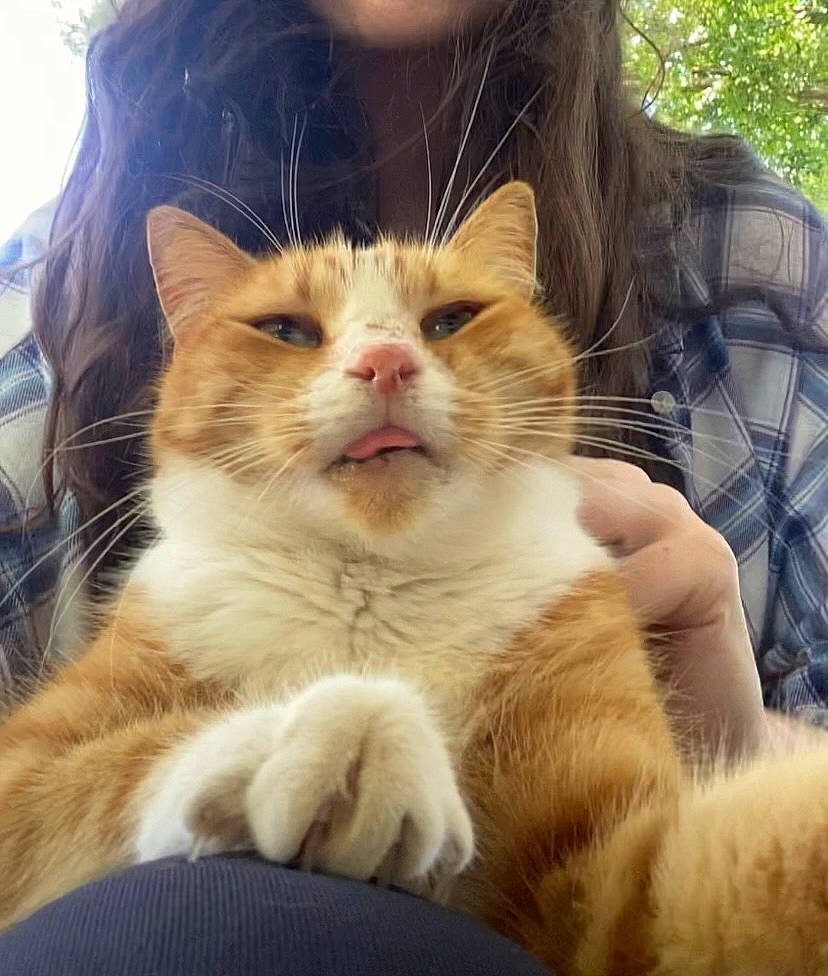 Bruce joined the competition — help win amazing prizes! carnivore, cat, claw, domestic_short_haired_cat, fawn, felidae, fur, gesture, grass, happy, paw, sitting, small_to_medium_sized_cats, snout, tail, terrestrial_animal, tree, whiskers