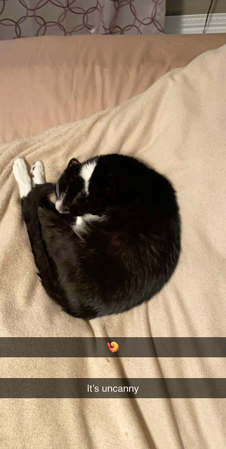 Oreo joined the competition — help win amazing prizes! black_cat, carnivore, cat, cat_supply, claw, comfort, domestic_short_haired_cat, felidae, fur, grey, hardwood, linens, nap, paw, small_to_medium_sized_cats, snout, tail, terrestrial_animal, whiskers, wood