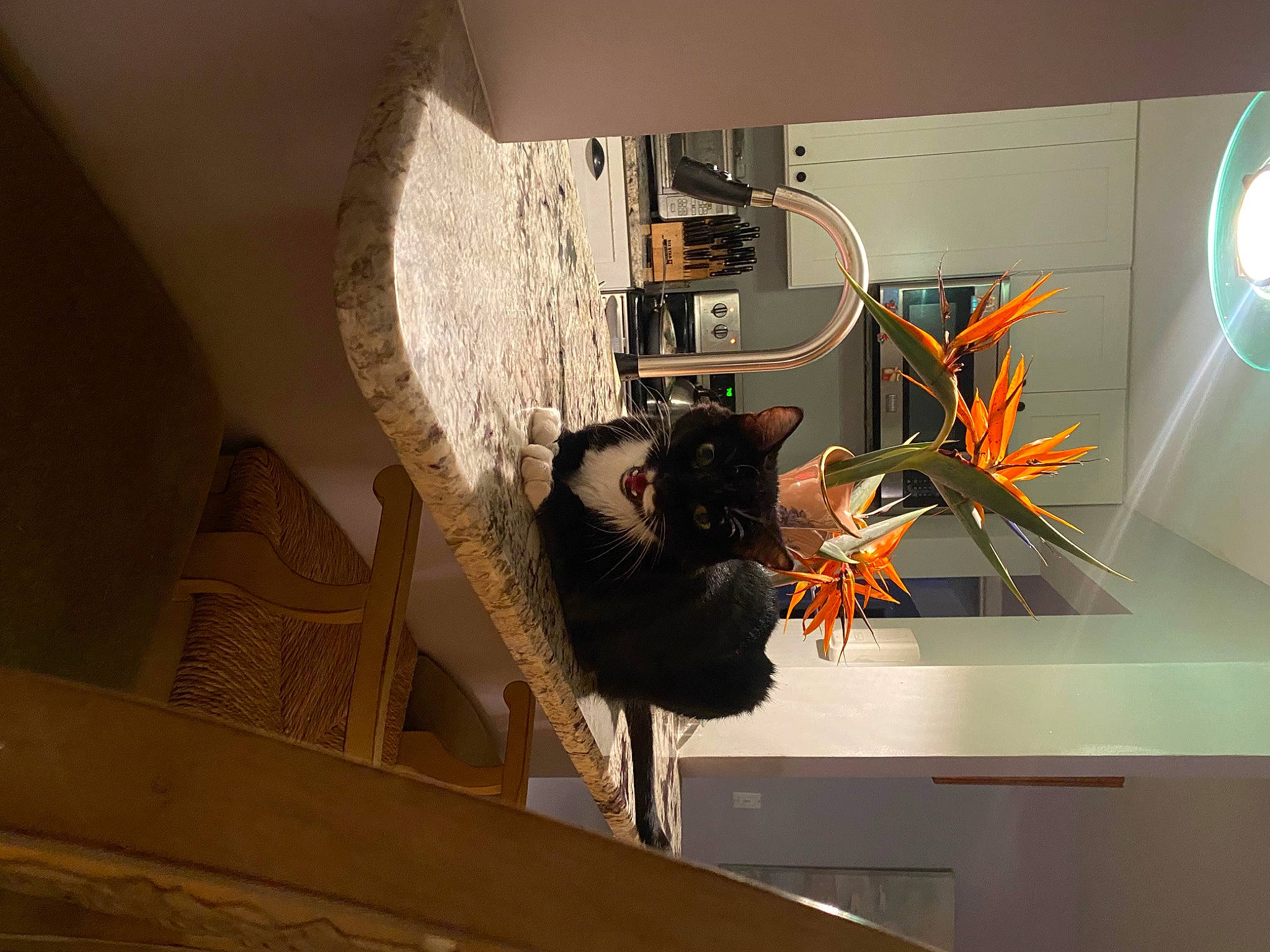 Oreo is registered to the contest to win money with this photo: art, building, ceiling, circle, electrical_wiring, event, hardwood, interior_design, machine, plaster, room, space, tourist_attraction, visual_arts, wood