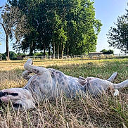 Vhagar a rejoint le concours — aidez-le/la à gagner de superbes lots ! dog, grass, field, trees, sky, outdoor, sunlight, nature, animal, canine, relaxing, playful, summer, greenery, fence, bare_tree, spot, resting, happy, landscape