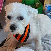 Dobby is registered to the contest to win money with this photo: bandana, blanket, closeup, cozy, dog, eyes, fur, home, indoor, lap, nose, orange_black_stripes, paw, pet, portrait, puppy, small_dog, smartphone_screenshot, thumbnails, white_dog