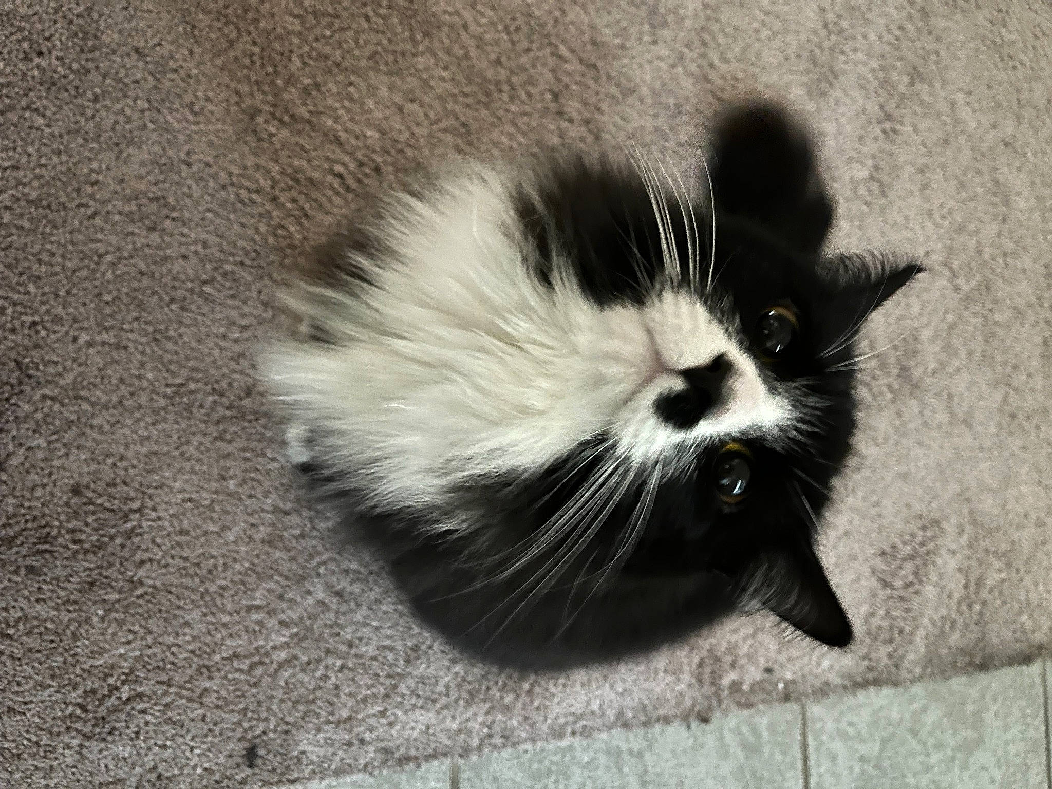 Maze is registered to the contest to win money with this photo: carnivore, cat, claw, comfort, domestic_short_haired_cat, felidae, foot, fur, grey, monochrome, monochrome_photography, paw, shadow, sitting, small_to_medium_sized_cats, snout, tail, terrestrial_animal, whiskers