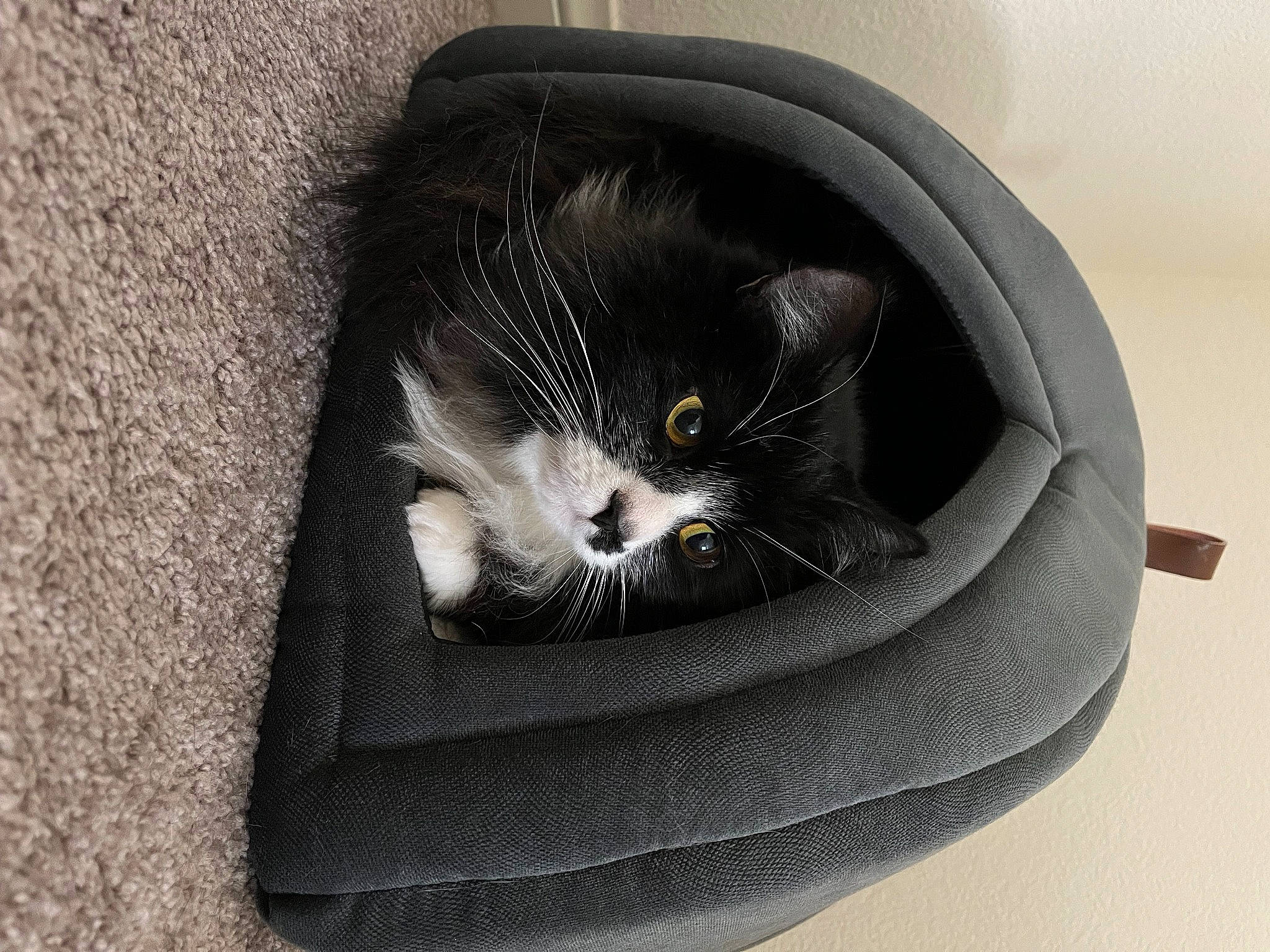 Maze is registered to the contest to win money with this photo: auto_part, automotive_tire, carnivore, cat, cat_bed, cat_supply, comfort, domestic_short_haired_cat, felidae, fur, grey, monochrome, monochrome_photography, paw, pet_supply, road_surface, sitting, small_to_medium_sized_cats, snout, whiskers