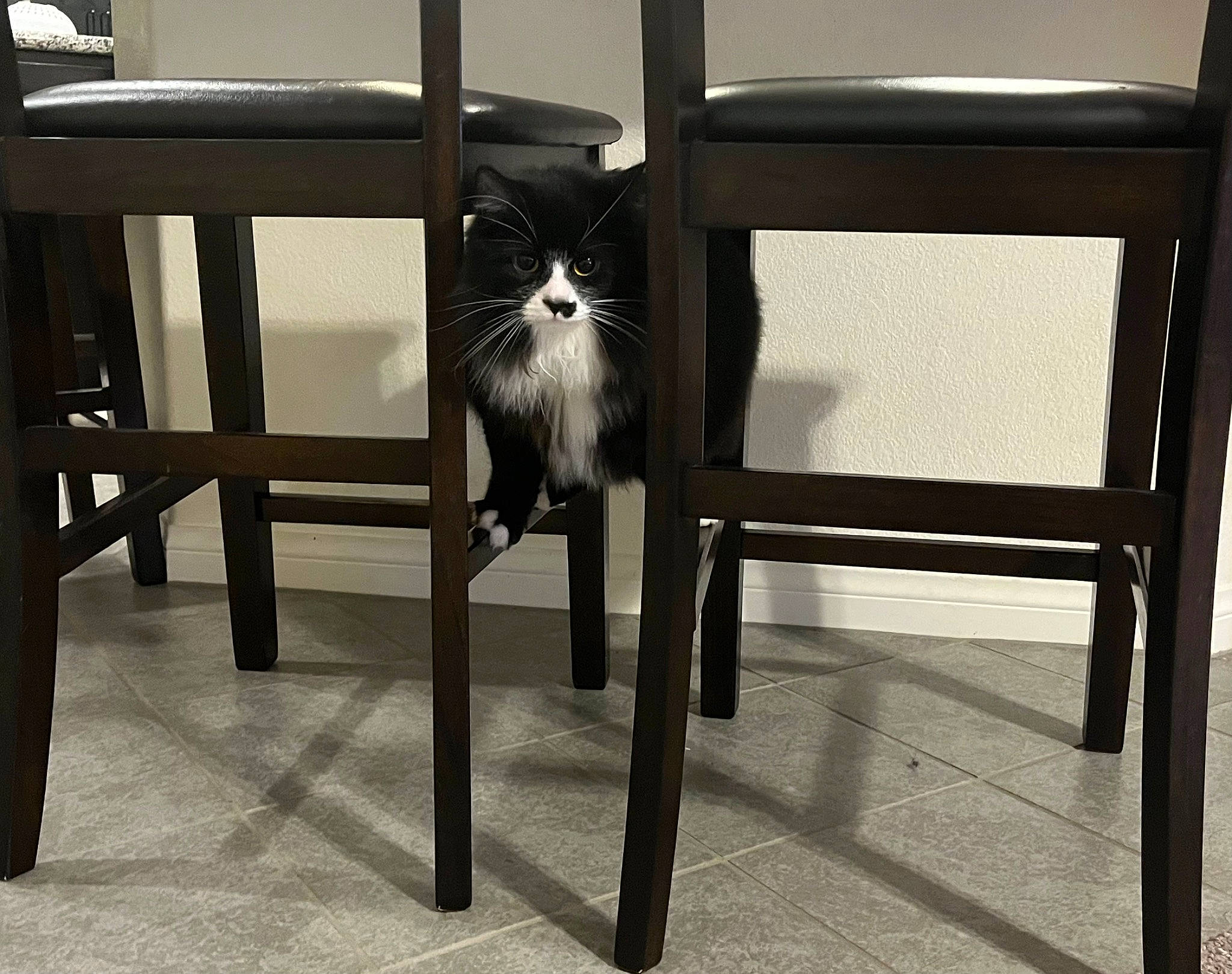 Maze joined the competition — help win amazing prizes! carnivore, cat, chair, comfort, desk, felidae, floor, flooring, fur, furniture, grey, hardwood, rectangle, small_to_medium_sized_cats, table, tail, tints_and_shades, whiskers, window, wood