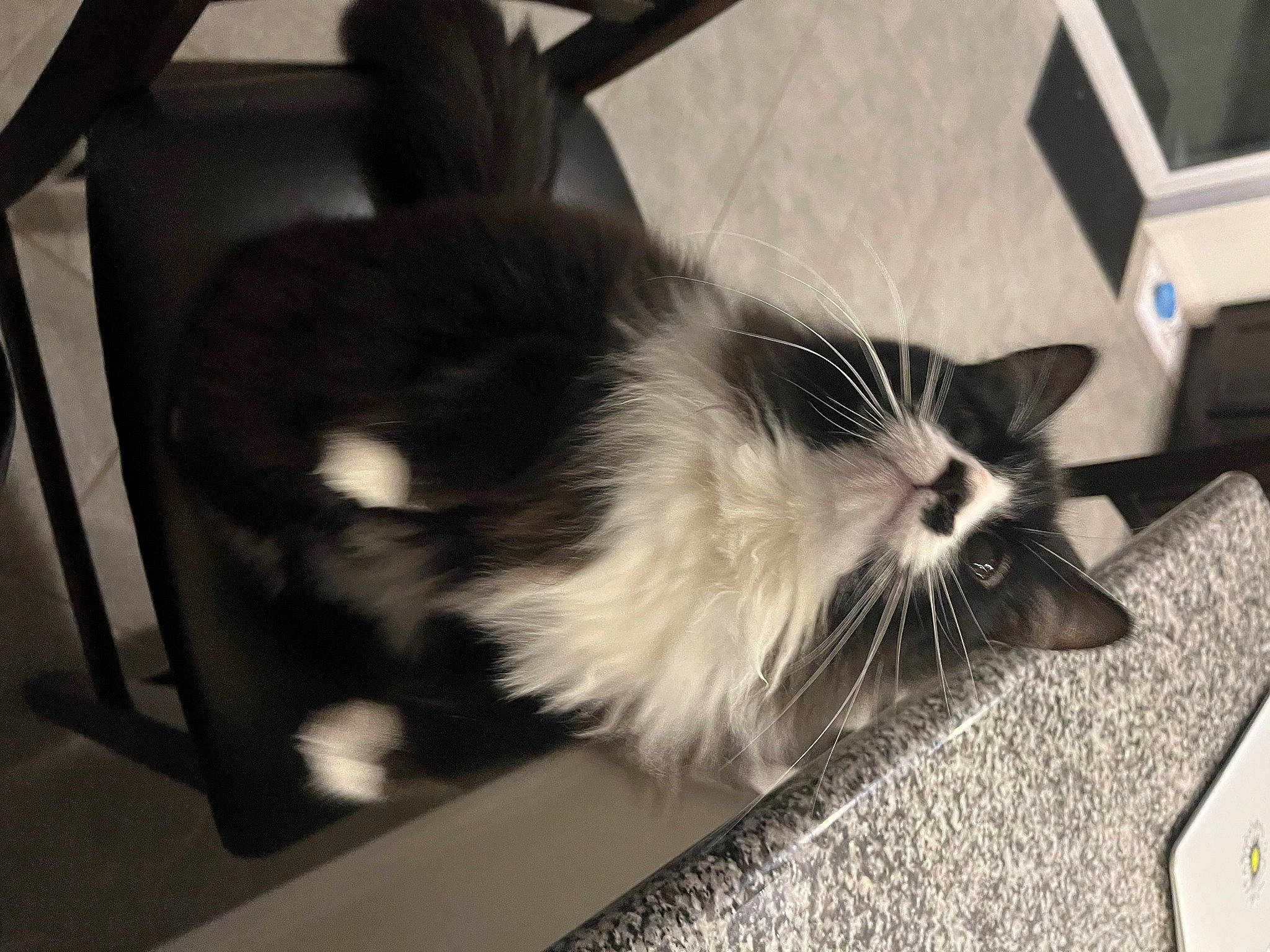 Maze joined the competition — help win amazing prizes! cardboard, carnivore, cat, claw, domestic_short_haired_cat, felidae, flooring, fur, monochrome_photography, paw, small_to_medium_sized_cats, tail, whiskers, window