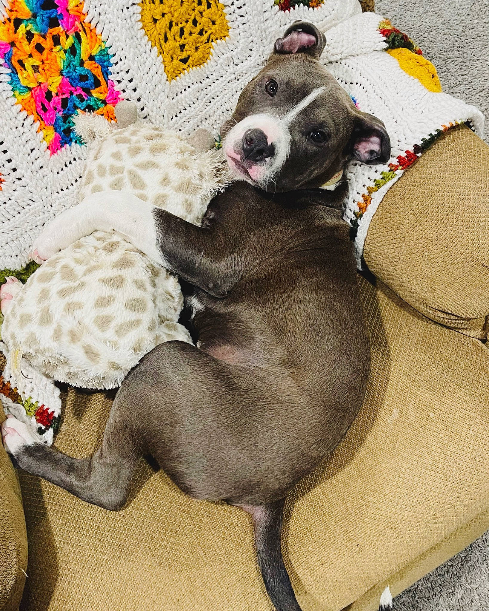 Noodles is registered to the contest to win money with this photo: art, carnivore, collar, comfort, companion_dog, dog, dog_breed, dog_supply, drawing, fawn, guard_dog, illustration, linens, pattern, paw, pet_supply, snout, sporting_group, terrestrial_animal, working_animal