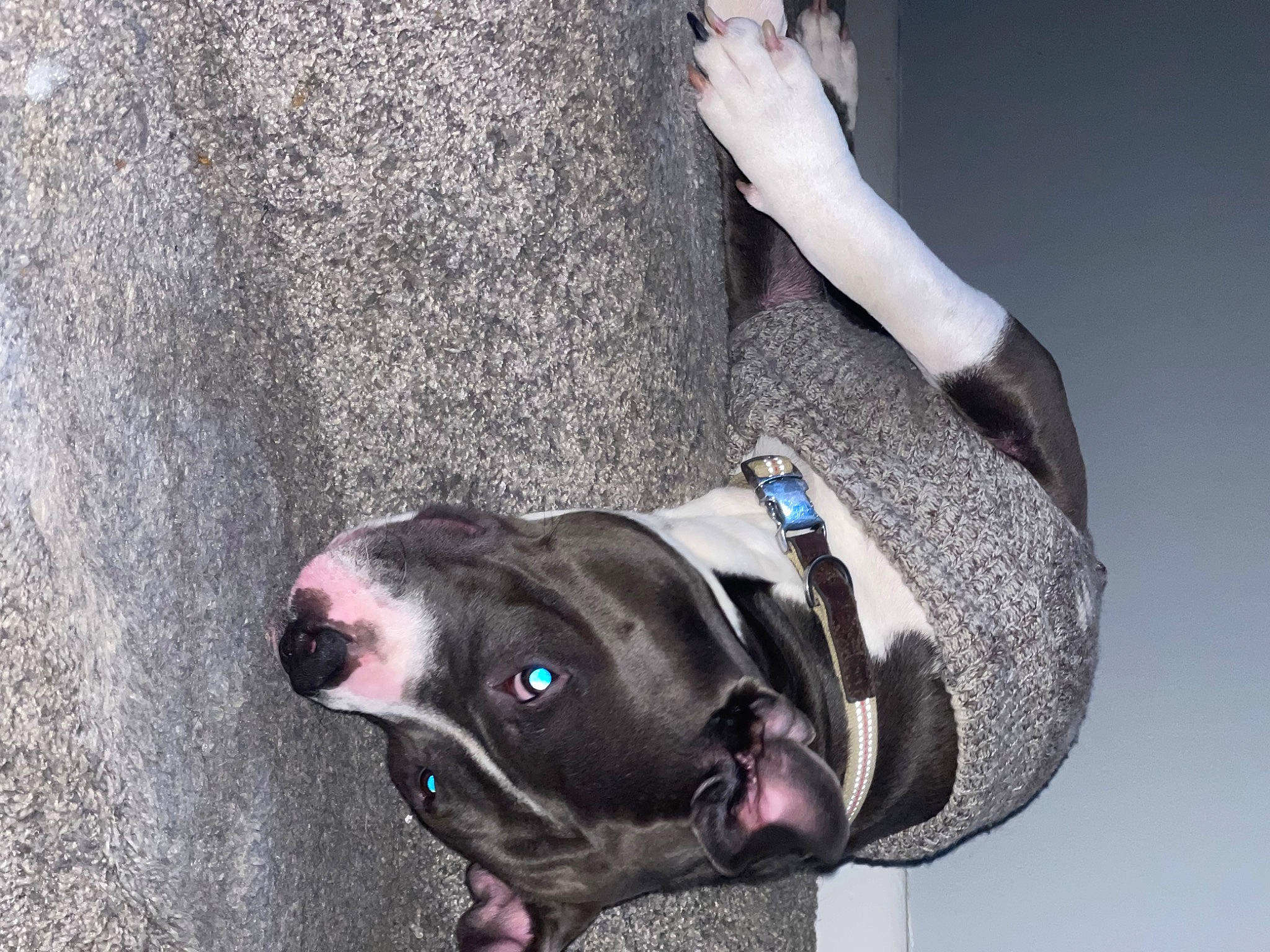 Noodles is registered to the contest to win money with this photo: adventure, carnivore, collar, companion_dog, concrete, dog, dog_breed, dog_collar, electric_blue, fashion_accessory, grey, leash, personal_protective_equipment, pet_supply, snout, working_animal