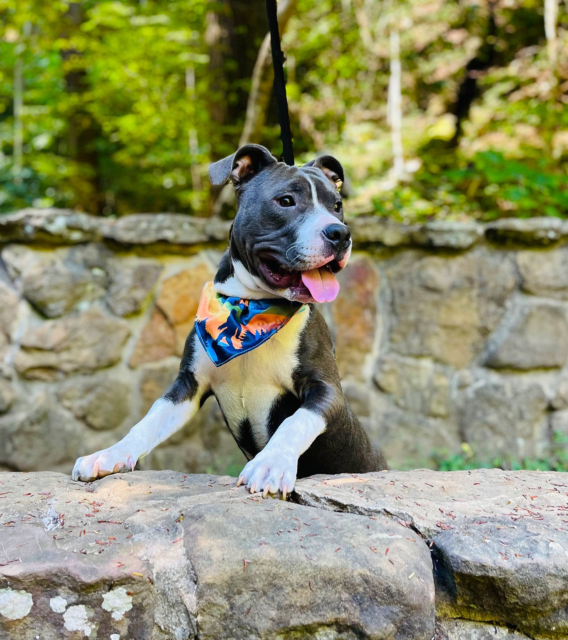 Noodles is registered to the contest to win money with this photo: bedrock, canidae, carnivore, collar, companion_dog, dog, dog_breed, dog_collar, dog_supply, electric_blue, fawn, forest, leash, plant, recreation, rock, sporting_group, tail, tree, wood