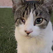 Kiteez is registered to the contest to win money with this photo: cat, tabby, one-eyed, pet, animal, grass, outdoor, close-up, fur, whiskers, face, cute, nature, mammal, portrait, feline, background_blur, domestic_cat, looking, sitting