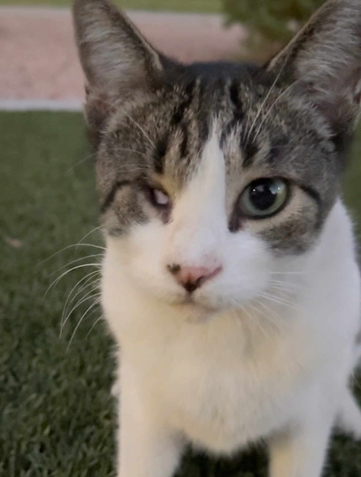 Kiteez is registered to the contest to win money with this photo: cat, tabby, one-eyed, pet, animal, grass, outdoor, close-up, fur, whiskers, face, cute, nature, mammal, portrait, feline, background_blur, domestic_cat, looking, sitting