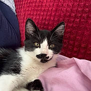 Floppie a rejoint le concours — aidez-le/la à gagner de superbes lots ! cat, kitten, black_and_white, mustache_marking, pet, animal, fur, whiskers, relaxed, bed, blanket, pink_sheet, red_blanket, domestic, cute, young, paw, lying_down, indoor, cozy