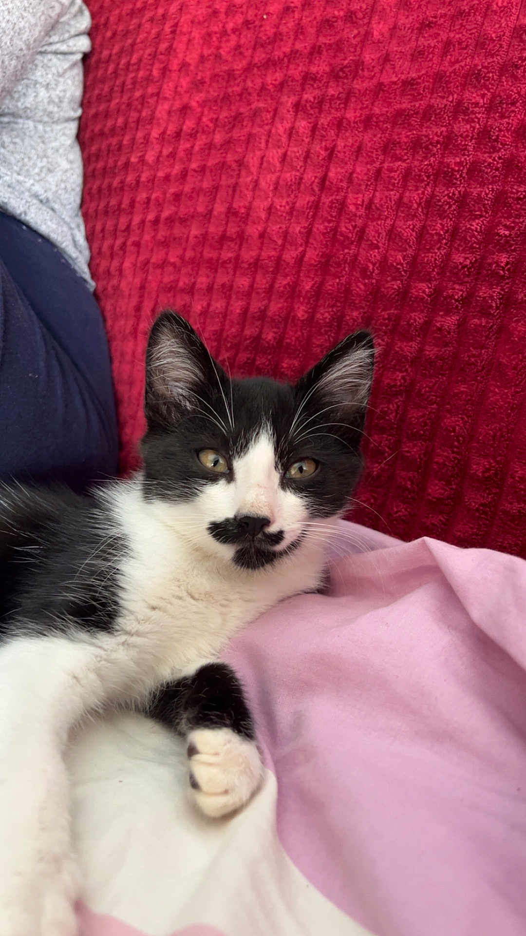 Floppie a rejoint le concours — aidez-le/la à gagner de superbes lots ! cat, kitten, black_and_white, mustache_marking, pet, animal, fur, whiskers, relaxed, bed, blanket, pink_sheet, red_blanket, domestic, cute, young, paw, lying_down, indoor, cozy