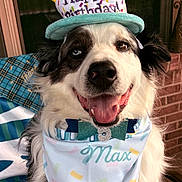 Maximilian joined the competition — help win amazing prizes! accessory, animal, bandana, birthday, black_and_white, celebration, closeup, collar, cute, dog, festive, fluffy, furry, happy, hat, indoor, pet, portrait, smiling, tongue_out