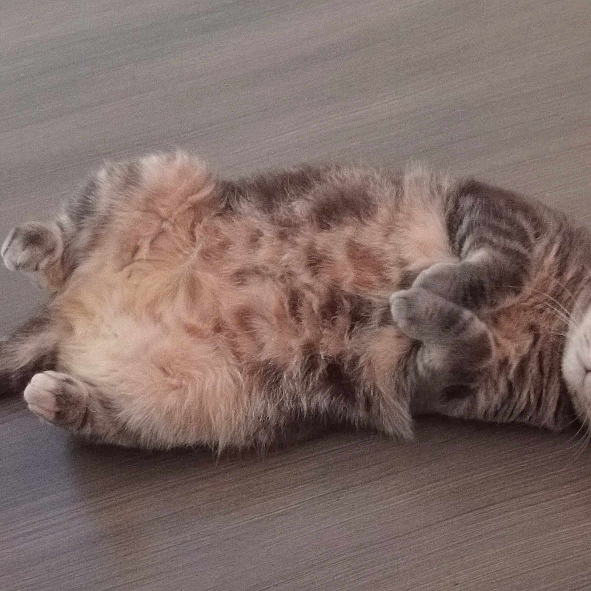 Gina
