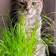 Gina a rejoint le concours — aidez-le/la à gagner de superbes lots ! animal, cat, curious, cute, domestic, ears, feline, grass, green, houseplant, indoor, leaf, nature, pet, plant, portrait, pot, tabby, whiskers, window