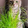 animal, cat, curious, cute, domestic, ears, feline, grass, green, houseplant, indoor, leaf, nature, pet, plant, portrait, pot, tabby, whiskers, window