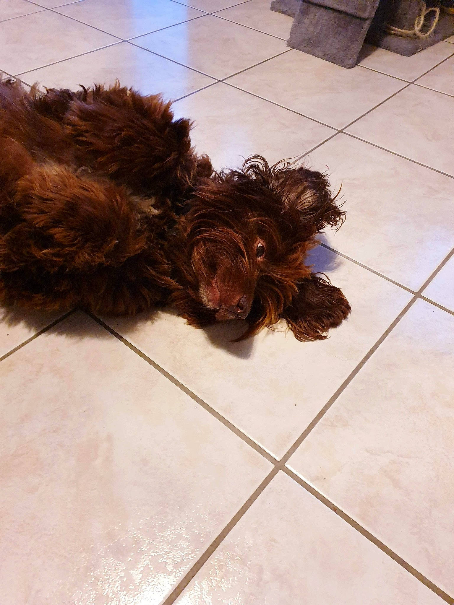 Choco participe au concours pour gagner de l'argent avec cette photo : barbet, bolonka, brown, canidae, carnivore, cockapoo, companion_dog, dog, dog_breed, fawn, floor, flooring, fur, labradoodle, lagotto_romagnolo, liver, non_sporting_group, puppy, schnoodle, sporting_group