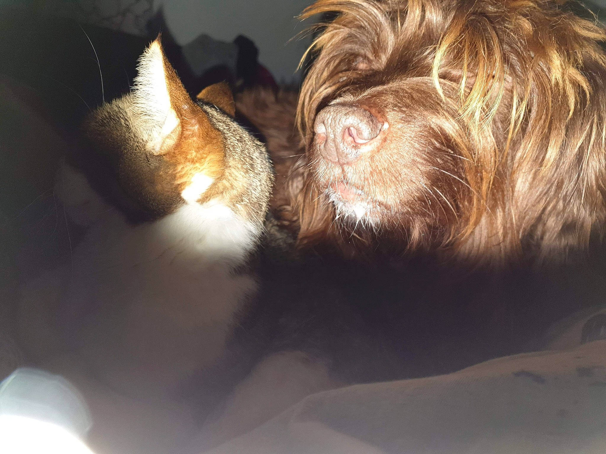 Choco a rejoint le concours — aidez-le/la à gagner de superbes lots ! affenpinscher, bolonka, cairn_terrier, canidae, carnivore, dog, dog_breed, fur, havanese, lhasa_apso, liver, mammal, non_sporting_group, puppy, schnoodle, shih_tzu, sporting_group, tibetan_terrier, toy_dog, wirehaired_pointing_griffon