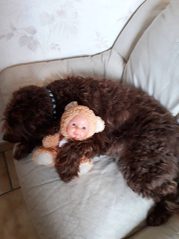 Choco participe au concours pour gagner de l'argent avec cette photo : beige, canidae, carnivore, child, fur, labradoodle, lagotto_romagnolo, portuguese_water_dog, spanish_water_dog