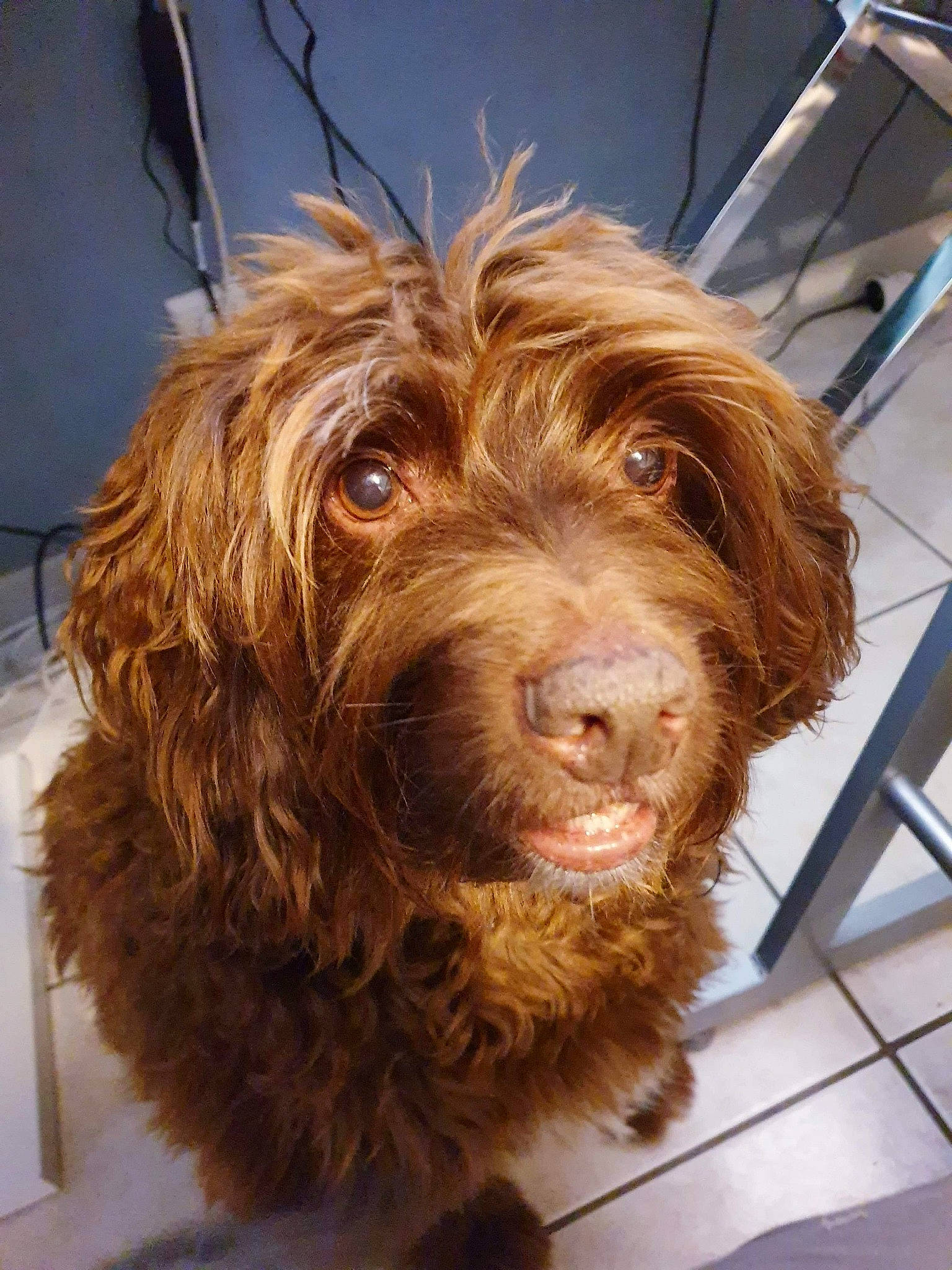 Choco a rejoint le concours — aidez-le/la à gagner de superbes lots ! boykin_spaniel, canidae, carnivore, cockapoo, dog, dog_breed, fur, hunting_dog, labradoodle, liver, mammal, pudelpointer, rare_breed_dog, retriever, spaniel, spanish_water_dog, spinone_italiano, sporting_group, vertebrate, wirehaired_pointing_griffon