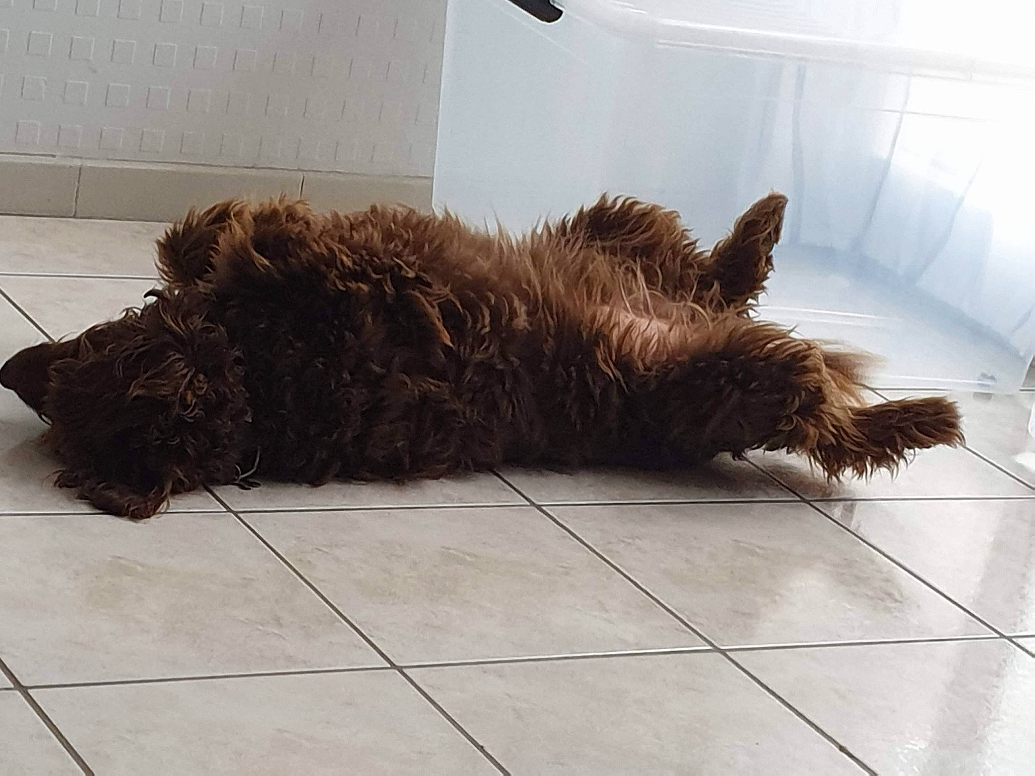 Choco a rejoint le concours — aidez-le/la à gagner de superbes lots ! barbet, cairn_terrier, canidae, carnivore, dog, dog_breed, fawn, floor, flooring, fur, labradoodle, liver, schnoodle, scottish_terrier, sporting_group, tail, terrier