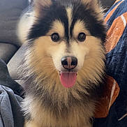 Woody joined the competition — help win amazing prizes! dog, husky, puppy, pet, tongue_out, sitting, couch, blanket, indoor, portrait, fur, ears, nose, eyes, happy, fluffy, paws, living_room, close_up, smiling