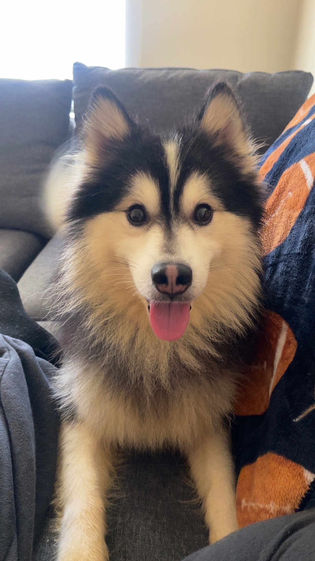 Woody joined the competition — help win amazing prizes! dog, husky, puppy, pet, tongue_out, sitting, couch, blanket, indoor, portrait, fur, ears, nose, eyes, happy, fluffy, paws, living_room, close_up, smiling