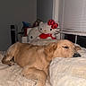 Pickles joined the competition — help win amazing prizes! animal, bed, blanket, blinds, comfort, cozy, cute, dog, furniture, golden_retriever, hello_kitty, indoor, night, pet, plush_toy, puppy, resting, sleeping, soft, window