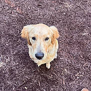 Pickles is registered to the contest to win money with this photo: adorable, animal, boots, brown, companion, cute, dog, ears, fur, golden_retriever, ground, looking_up, mulch, nature, outdoor, pet, puppy, snout, waiting, young_dog