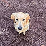 adorable, animal, boots, brown, companion, cute, dog, ears, fur, golden_retriever, ground, looking_up, mulch, nature, outdoor, pet, puppy, snout, waiting, young_dog