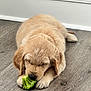 puppy, golden_retriever, dog, broccoli, floor, cute, pet, indoor, lying_down, fur, animal, snack, small, young, adorable, wooden_floor, mammal, playful, home, healthy_food