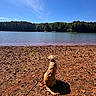 Pickles joined the competition — help win amazing prizes! blue_sky, calm, clouds, dog, earth, forest, golden_retriever, lake, landscape, leash, nature, outdoor, pet, rocks, scenery, sitting, sky, sunlight, trees, water