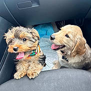 Pickles is registered to the contest to win money with this photo: puppy, dog, golden_retriever, terrier, car_interior, seat, tongue_out, happy, pets, pet_accessory, collar, fur, cute, small_dog, fluffy, animal, domestic_animal, indoor, vehicle, companions