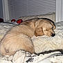 Pickles is registered to the contest to win money with this photo: puppy, dog, golden_retriever, sleeping, bed, blanket, cozy, indoor, fur, cute, pet, animal, resting, soft, white, curled_up, adorable, comfort, napping, domestic