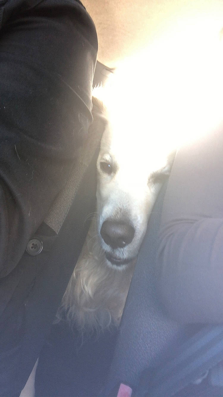 Anna a rejoint le concours — aidez-le/la à gagner de superbes lots ! canidae, carnivore, cloud, companion_dog, dog, dog_breed, head, japanese_spitz, non_sporting_group, nose, rare_breed_dog, samoyed, snout, white