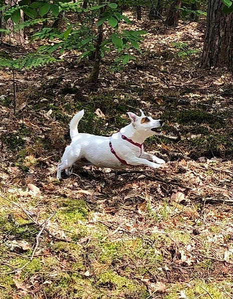 Anna participe au concours pour gagner de l'argent avec cette photo : canidae, carnivore, companion_dog, dog, dog_breed, mammal, tail, terrier, treeing_feist, vertebrate