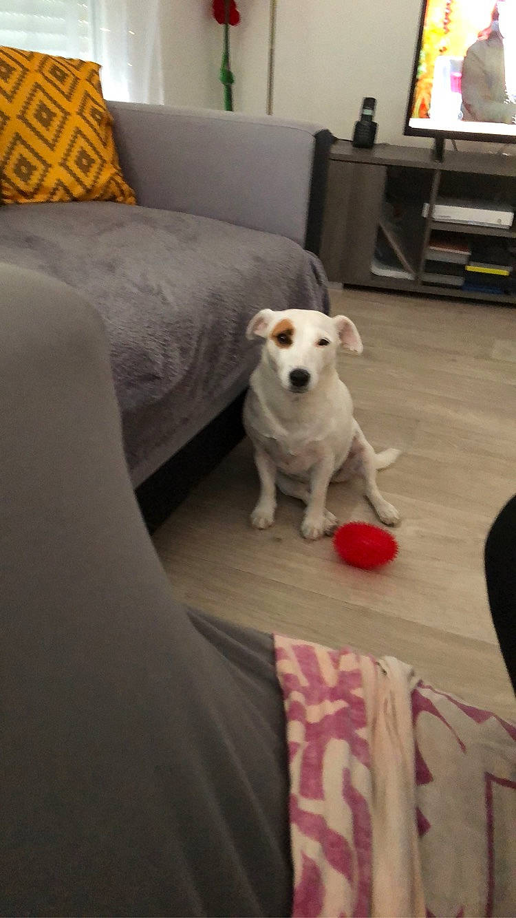 Anna participe au concours pour gagner de l'argent avec cette photo : canidae, carnivore, companion_dog, dog, dog_breed, furniture, mammal, parson_russell_terrier, puppy, russell_terrier