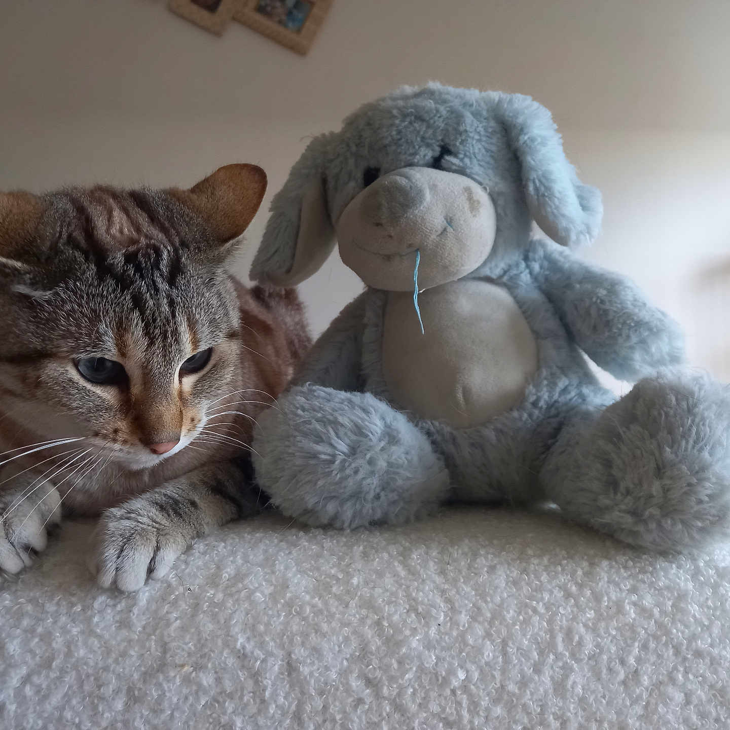 Louna a rejoint le concours — aidez-le/la à gagner de superbes lots ! abyssinian, animal, architecture, building, cat, couch, cushion, furniture, hardwood, homedecor, indoors, kitten, livingroom, manx, pet, plush, room, shelf, teddybear, toy