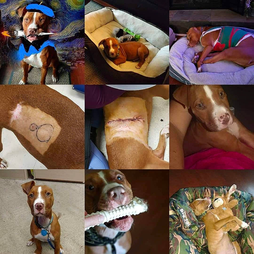 Van Gogh is registered to the contest to win money with this photo: art, carnivore, collage, collar, comfort, companion_dog, dog, dog_breed, dog_collar, fawn, hat, linens, mammal, organ, pattern, photo_caption, photograph, selfie, vertebrate, working_animal