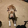 animal, brown_dog, canine, carpet, collar, companion, dog, domestic_animal, ears, floor, focused, furniture, indoor, laying_down, looking_at_camera, pet, quiet, room, shadow, white_paws