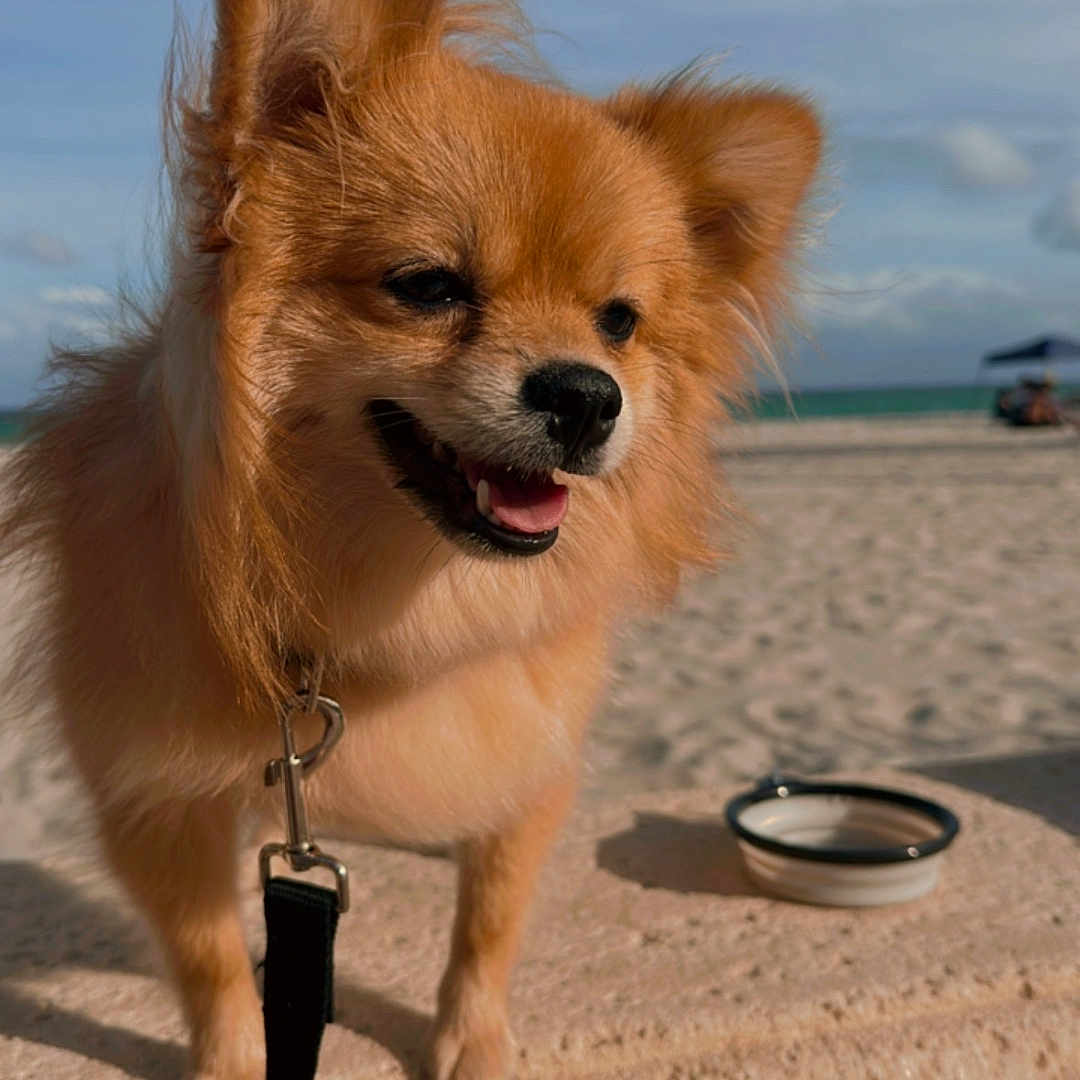 Scooby joined the competition — help win amazing prizes! accessories, animal, beach, canine, chihuahua, coast, cockerspaniel, dog, eskimodog, goggles, goldenretriever, leash, nature, outdoors, papillon, person, pet, puppy, strap, terrier