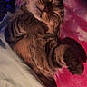 cat, tabby, fluffy, long_hair, sleeping, relaxed, lounging, paws, whiskers, feline, pet, indoor, bed, blanket, cozy, portrait, closeup, soft_lighting, pink_background, cute