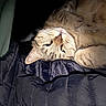 Petit Bébé a rejoint le concours — aidez-le/la à gagner de superbes lots ! cat, tabby, sleeping, relaxed, lying_down, upside_down, fur, whiskers, blue_eyes, pet, animal, close_up, portrait, jacket, fabric, blanket, indoor, cozy, cute, nap