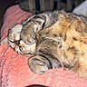 cat, tabby_cat, sleeping, resting, curled_up, paws, whiskers, fur, animal, pet, indoors, blanket, pink_blanket, cozy, relaxed, close_up, portrait, upside_down, soft_lighting, couch