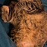 Petit Bébé participe au concours pour gagner de l'argent avec cette photo : cat, tabby, feline, pet, sleeping, relaxed, lying_down, fluffy, fur, striped, whiskers, ears, paws, belly, indoor, bedding, blanket, teal, closeup, cozy